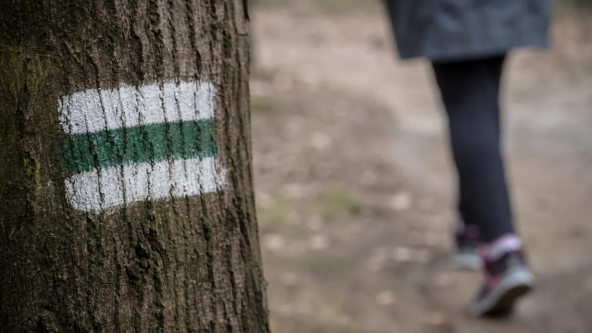 Lasy wokół Warszawy pod lupą. Mieszkańcy wskażą ważne miejsca