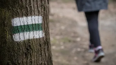 Lasy wokół Warszawy pod lupą. Mieszkańcy wskażą ważne miejsca